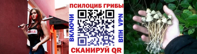 Псилоцибиновые грибы Cubensis наркотики Вельск